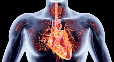 Transcatheter Heart Valves 2024